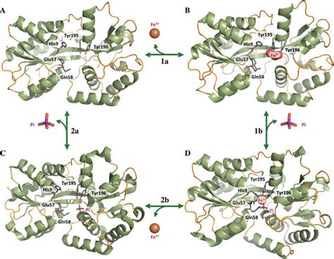 The neisserial 37 kDa ferric binding protein (FbpA)